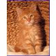 Maine Coon Babies, männl.+weibl. - Kater