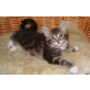 Maine Coon Babies mit Stammbaum, Maine Coon - Katze