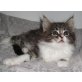 Maine Coon Baby 'Anastacia', Maine Coon - Katze
