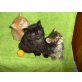 Maine Coon-Baby, Maine Coon - Kater