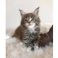 Maine Coon Babys, Maine Coon - Katze