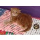 Maine Coon Babys, Maine Coon - Katze