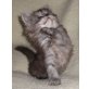 Maine Coon Babys aus XXL Verpaarung, Maine Coon - Katze
