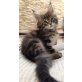 Maine Coon Babys im Wildlook!, Maine Coon - Katze
