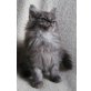 Maine Coon Babys mit Schmuseabitur, Maine Coon - Katze