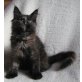 Maine Coon Babys mit Schmuseabitur, Maine Coon - Katze