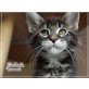 Maine Coon Babys vom Newanhof, Maine Coon - Kater