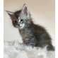 Maine Coon Bub 'Jacob', Maine Coon - Kater
