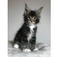 Maine Coon Bub, Maine Coon - Kater