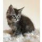 Maine Coon Bub , Maine Coon - Kater