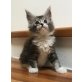Maine Coon Bub, Maine Coon - Katze
