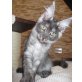 ** Maine Coon Bub in Sonderfarbe!**, Maine Coon - Katze