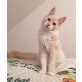 Maine Coon Bub in seltener Farbe!, Maine Coon - Kater