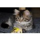 Maine Coon-Colorpoint Perser - Katze
