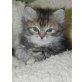 Maine Coon/ Colourpoint Perser - Katze