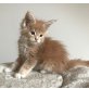Maine Coon Cremeschnittchen, Maine Coon - Kater