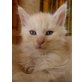 Maine Coon / EKH - Kater