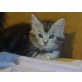 Maine Coon - ELH - Katze