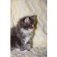 Maine Coon Edelmischung - Kater
