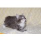 Maine Coon Edelmischung - Katze