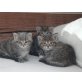 Maine Coon & Europäisch Kurzhaar - Kater