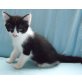 Maine-Coon/Europäisch-Kurzhaar-Mischlings-Kat - Kater