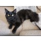 Maine Coon/Europäisch Langhaar - Kater