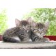 Maine Coon / Hauskatze - Kater