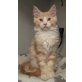 Maine Coon Herzensbrecher 'Jolly', Maine Coon - Kater