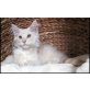 Maine Coon Kätzchen - Kater