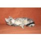 Maine Coon Kätzchen - Katze
