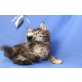 Maine Coon Kätzchen, Maine Coon - Kater