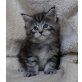 Maine Coon Kätzchen, Maine Coon - Katze