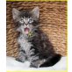 Maine Coon Kätzchen m+w - Kater