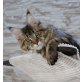 Maine Coon Kätzin 1 Jahr alt!, Maine Coon - Katze