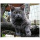 Maine Coon Kastratin Gill, Maine Coon - Katze