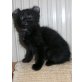 Maine Coon Kategorie - Halbllanghaarkatze, American Curl Longhair - Katze