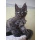 Maine Coon - Kater