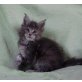 Maine Coon - Kater