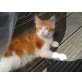 Maine Coon - Kater