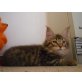 Maine Coon - Kater