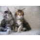 Maine Coon - Kater