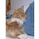 Maine Coon - Kater