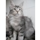 Maine Coon - Kater