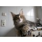 Maine Coon - Kater