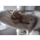 Maine Coon - Kater