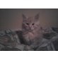 Maine Coon - Kater