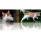 Maine Coon - Kater