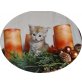 Maine Coon - Kater