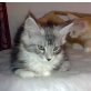 Maine Coon - Kater